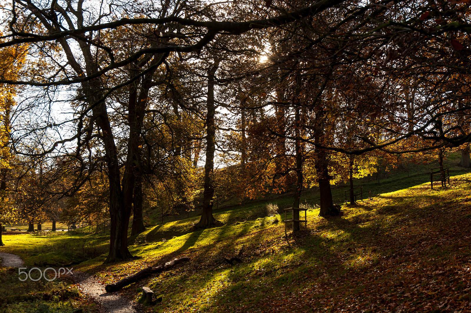 Nikon D2X sample photo. Autumn light ii photography