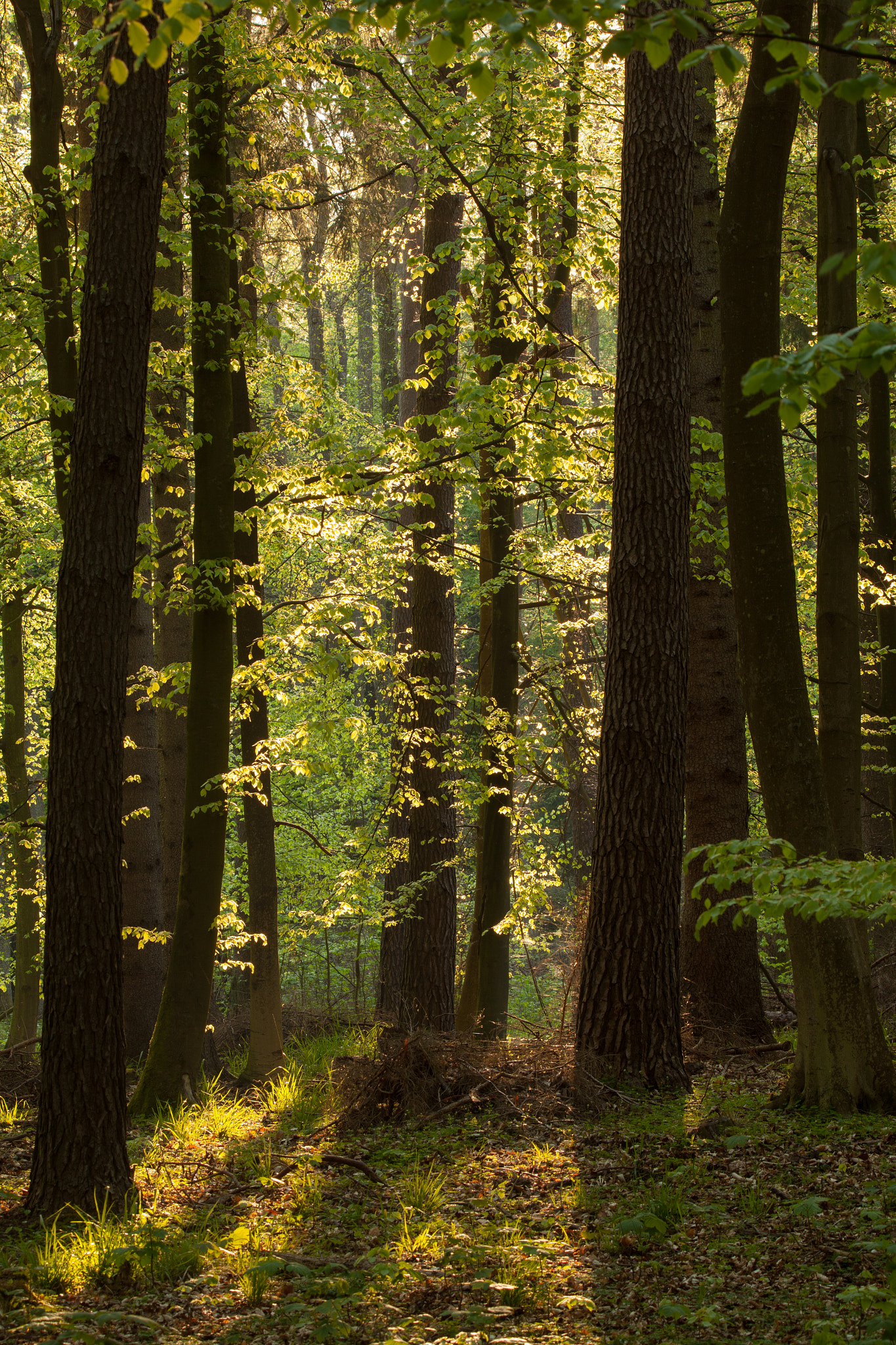 Tamron SP 150-600mm F5-6.3 Di VC USD sample photo. Spring forest photography