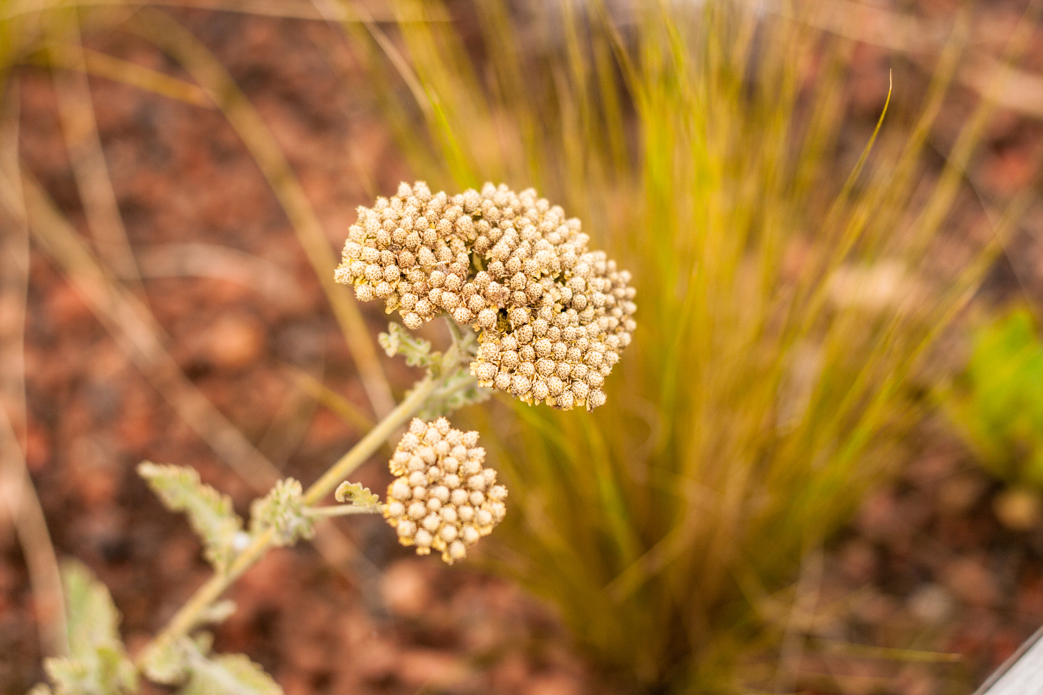 Canon EOS 40D + Canon EF 50mm F1.8 II sample photo. Corse coral photography