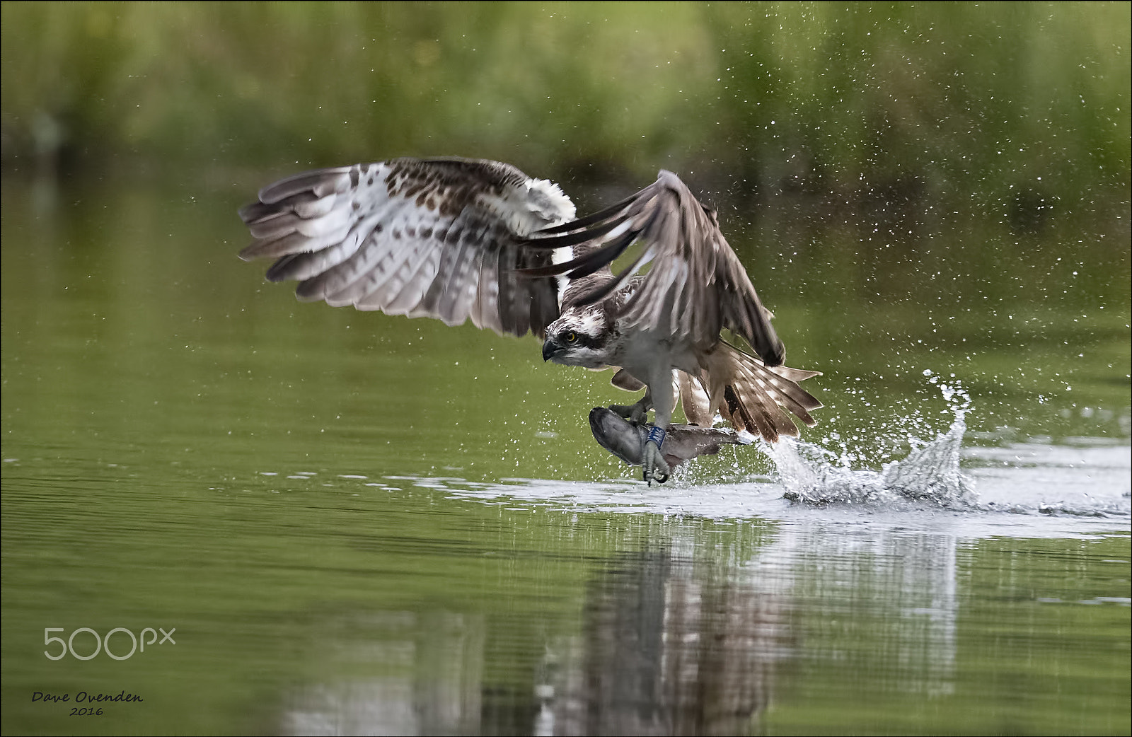 Canon EF 300mm F2.8L IS II USM sample photo. Osprey photography