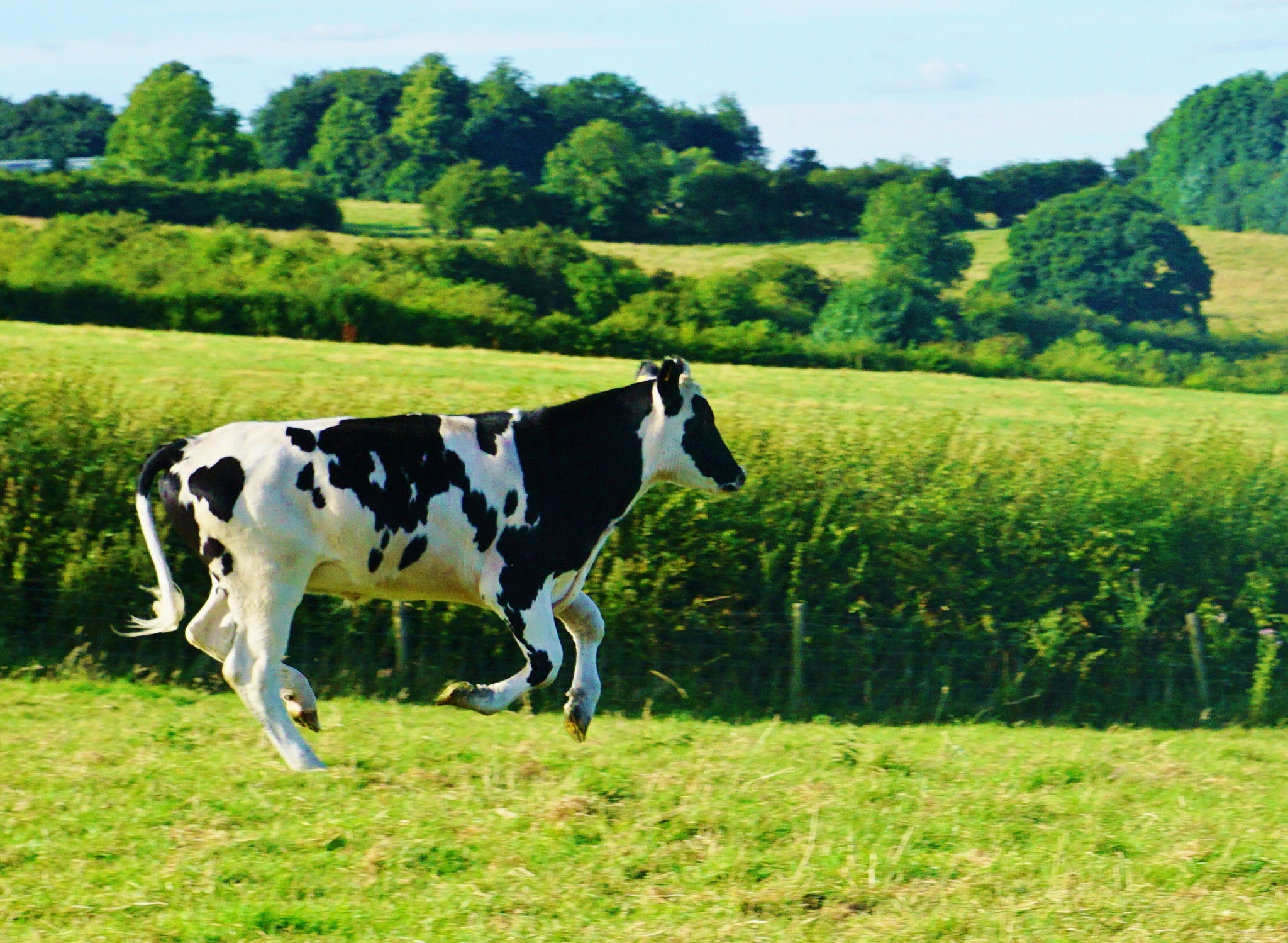 Sony a6000 + Sony DT 16-50mm F2.8 SSM sample photo. Galloping milk photography