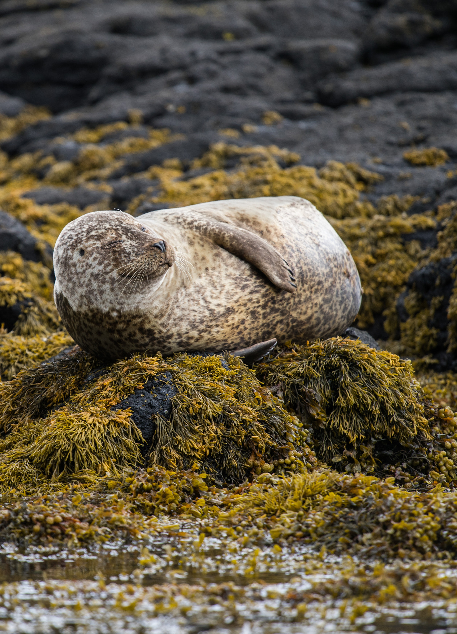 Sony a7 II + Tamron 18-270mm F3.5-6.3 Di II PZD sample photo. Resting seal photography