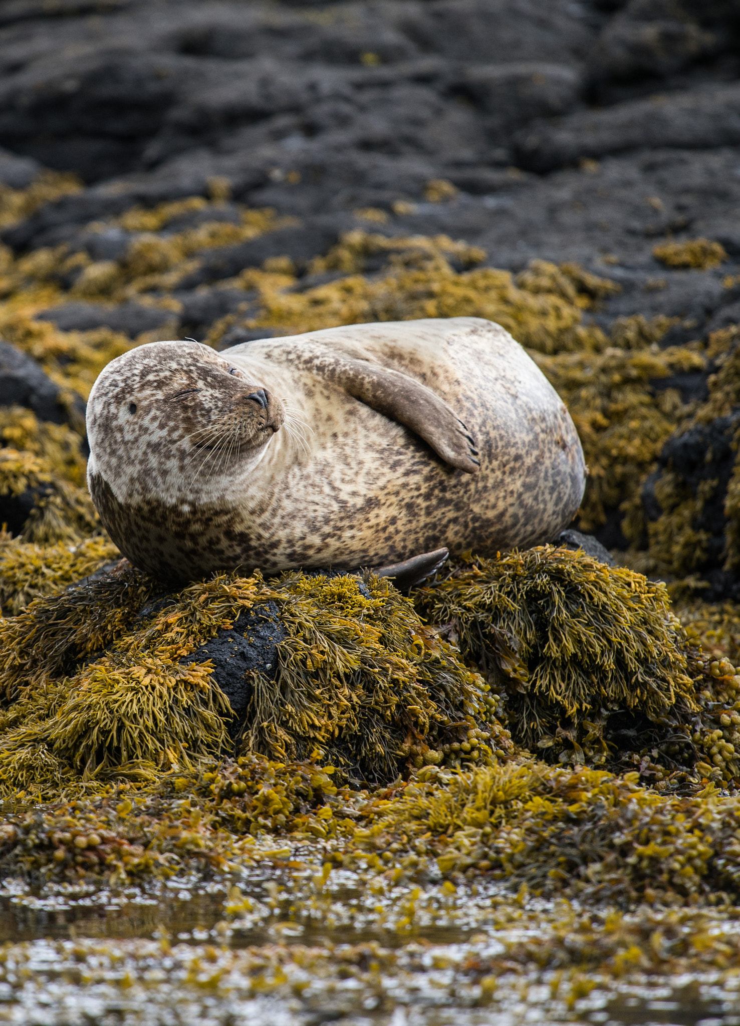 Tamron 18-270mm F3.5-6.3 Di II PZD sample photo. Resting seal photography