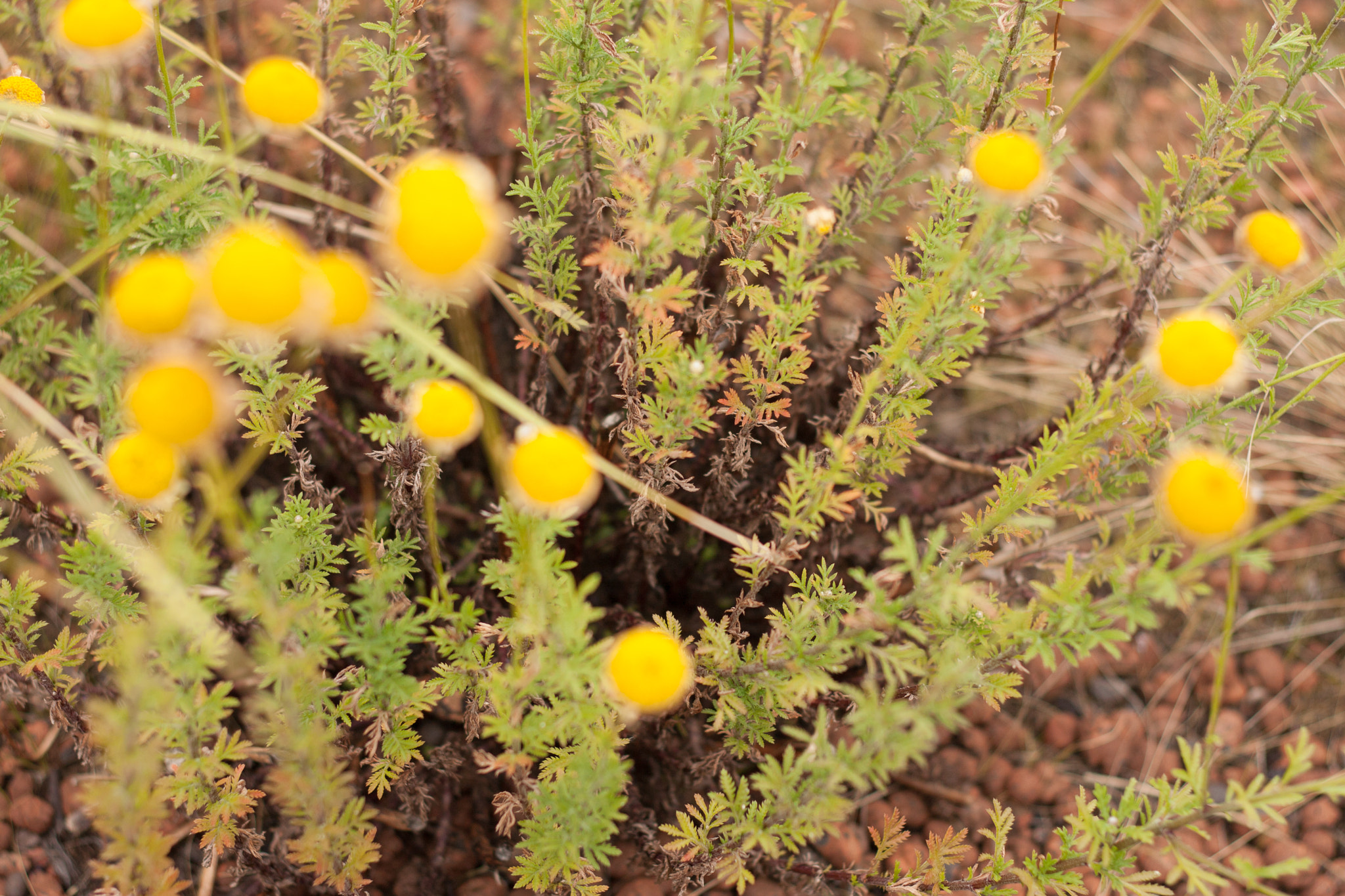Canon EOS 40D + Canon EF 50mm F1.8 II sample photo. Planty plant photography