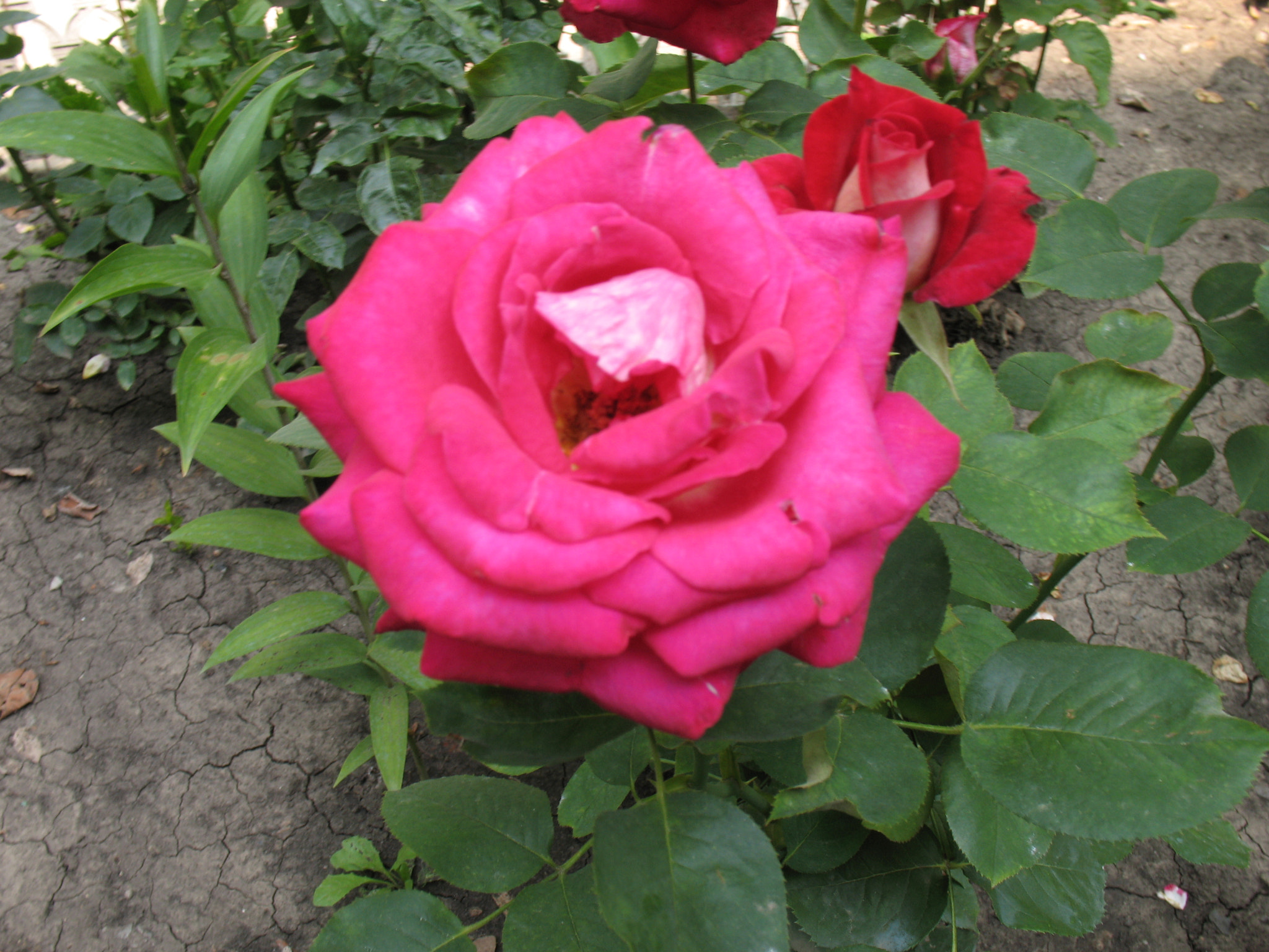 Canon POWERSHOT A630 sample photo. Red rose. photography