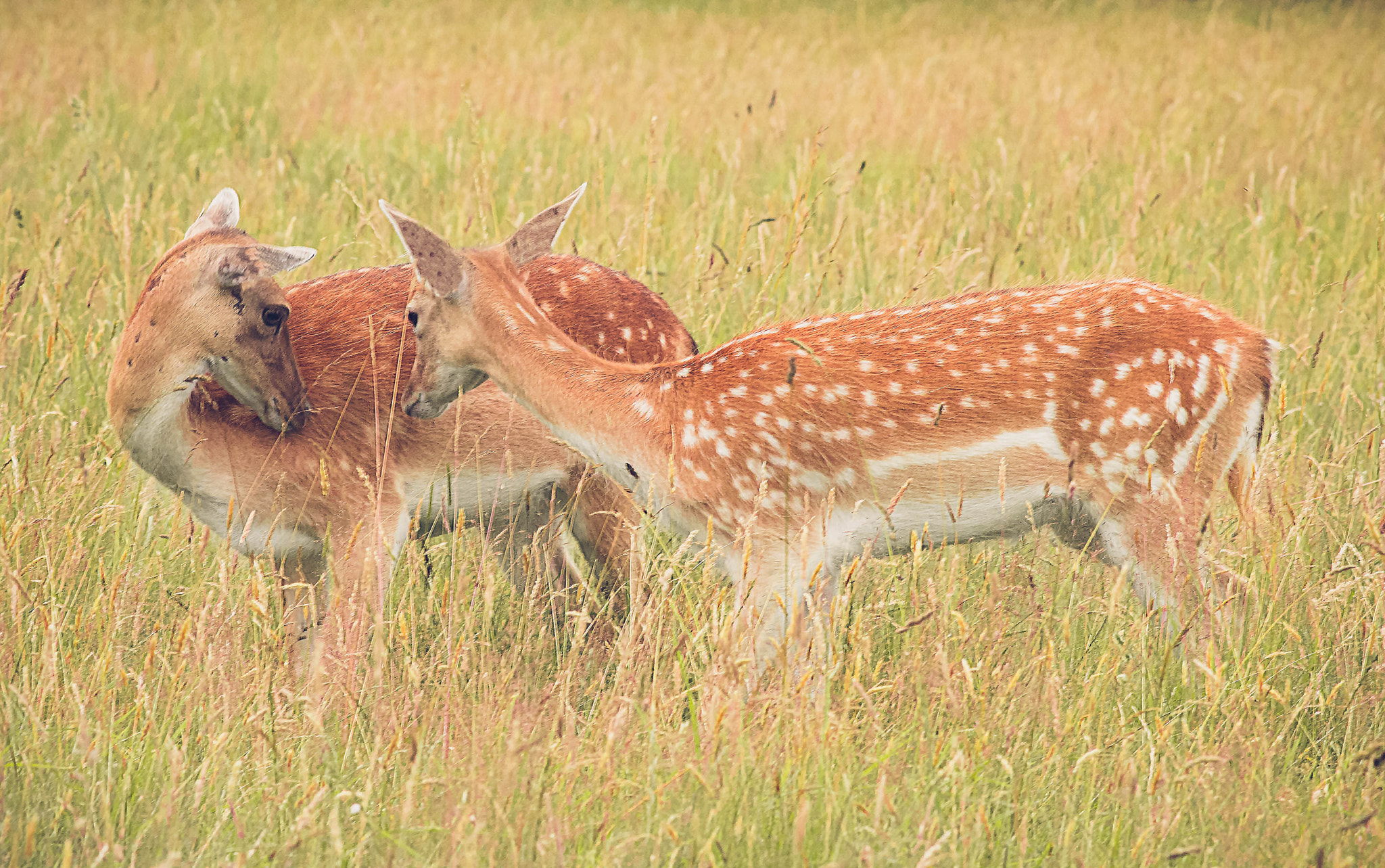 Canon EOS 70D + Canon EF 200mm F2.8L II USM sample photo. Deerly beloved photography
