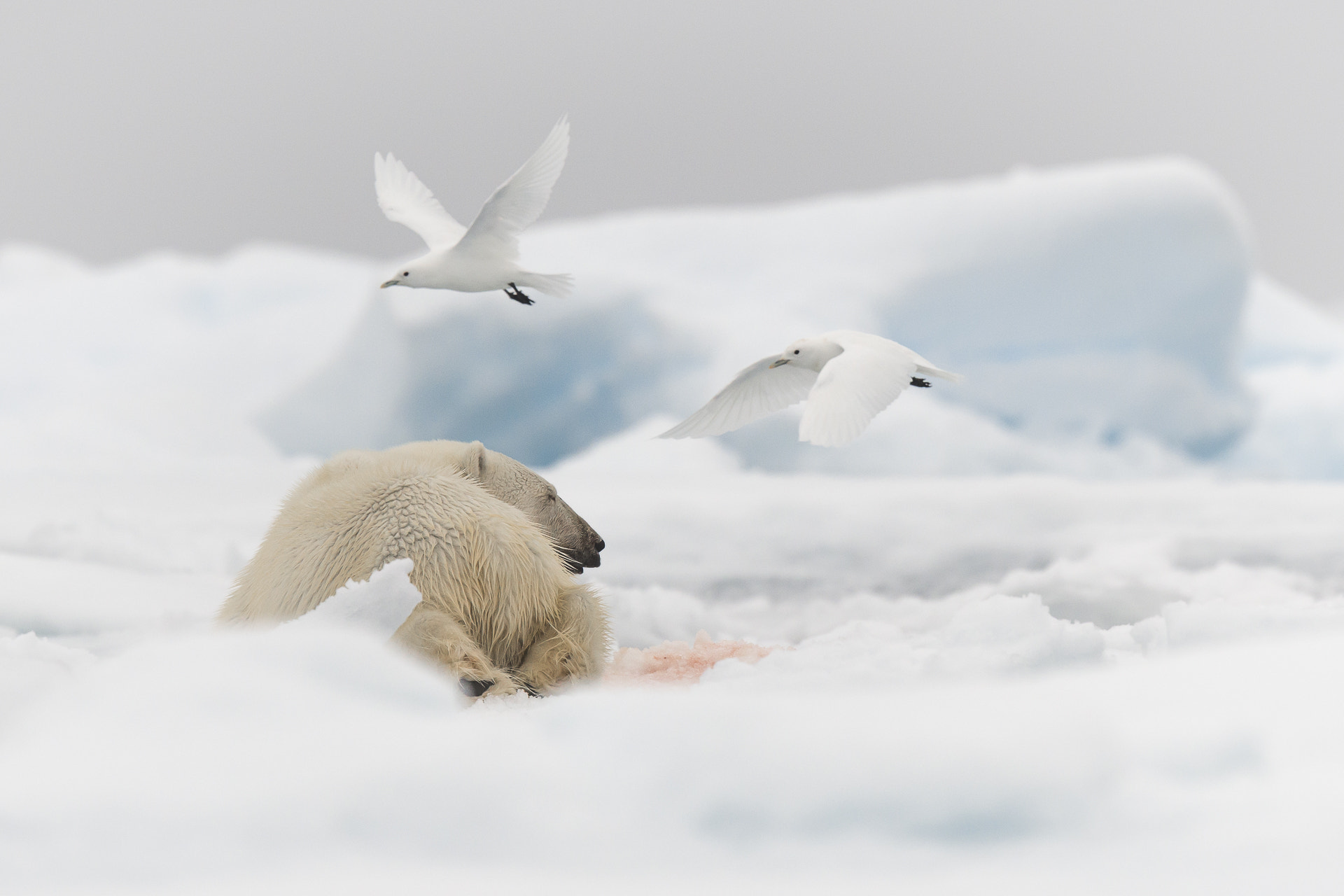 Nikon AF-S Nikkor 500mm F4E FL ED VR sample photo. White paradise photography