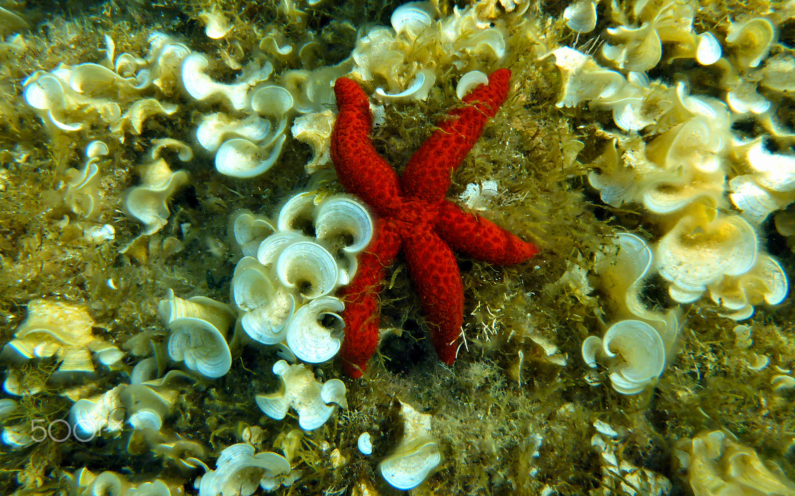 Panasonic Lumix DMC-TS5 (Lumix DMC-FT5) sample photo. Red starfish photography