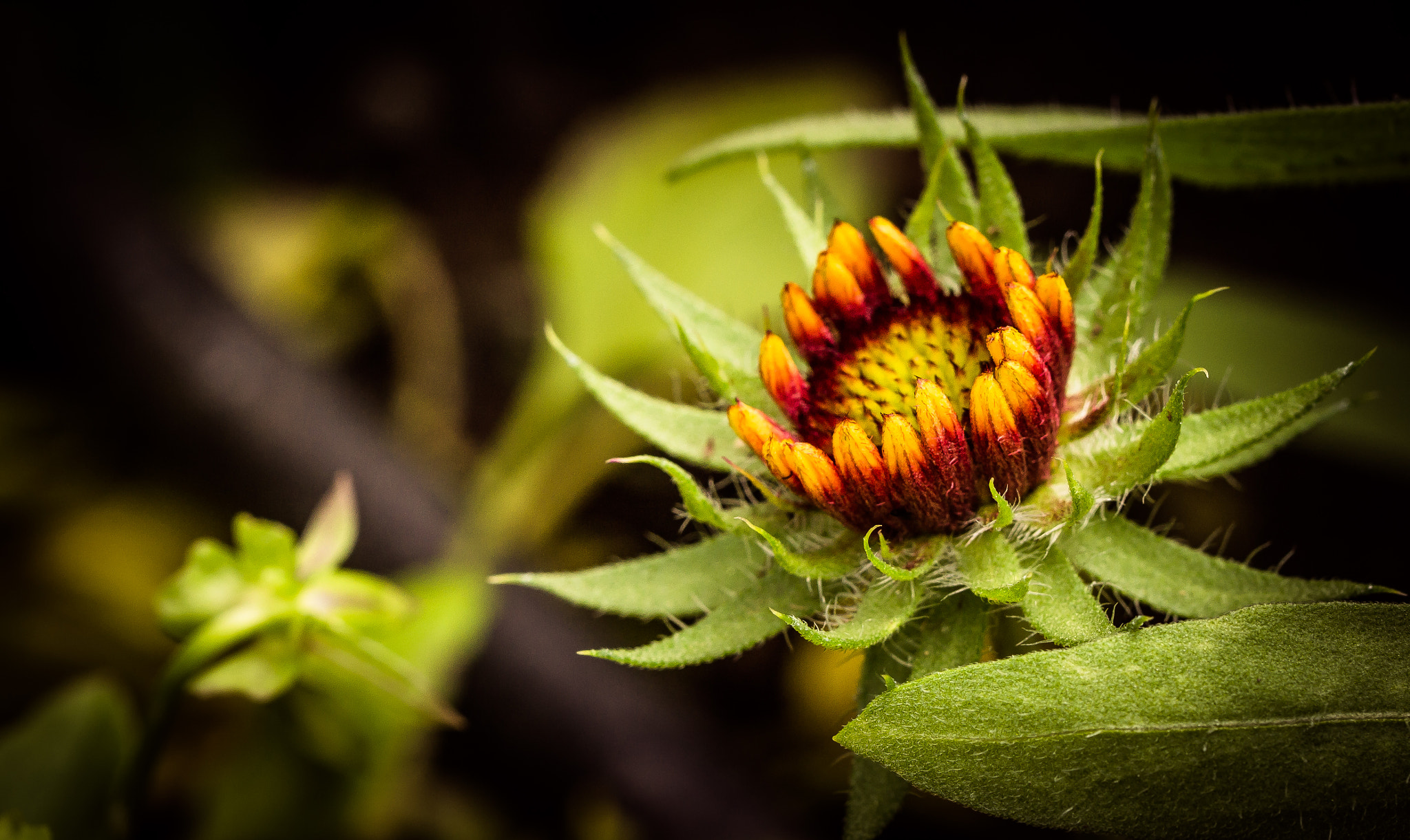 Nikon D3100 sample photo. Yellow border... photography
