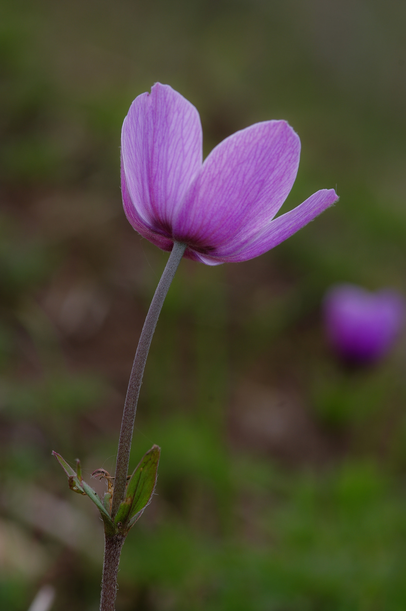 smc PENTAX-FA Macro 100mm F2.8 sample photo. Anemon photography