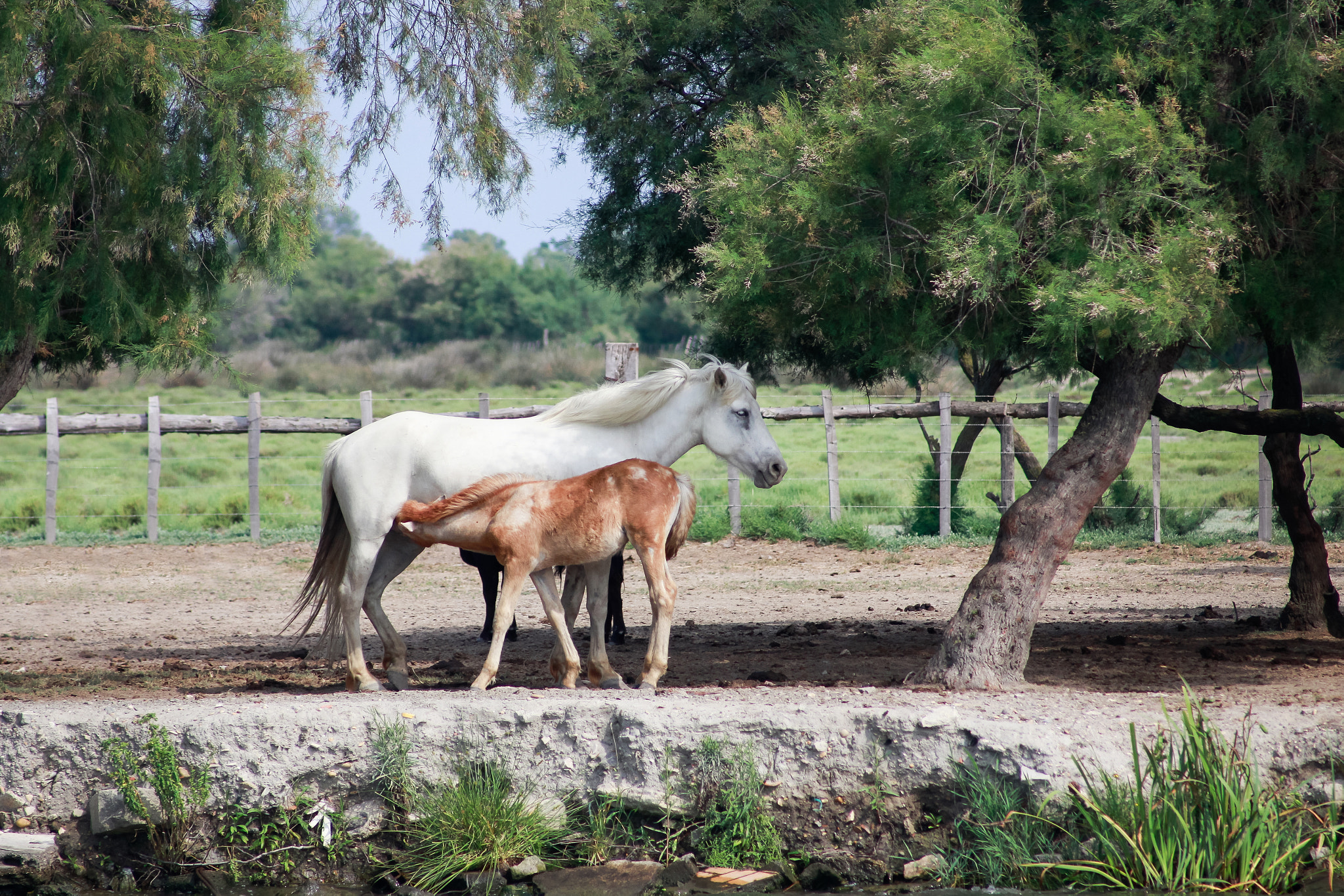 Canon EF 55-200mm F4.5-5.6 II USM sample photo. Camargue life photography