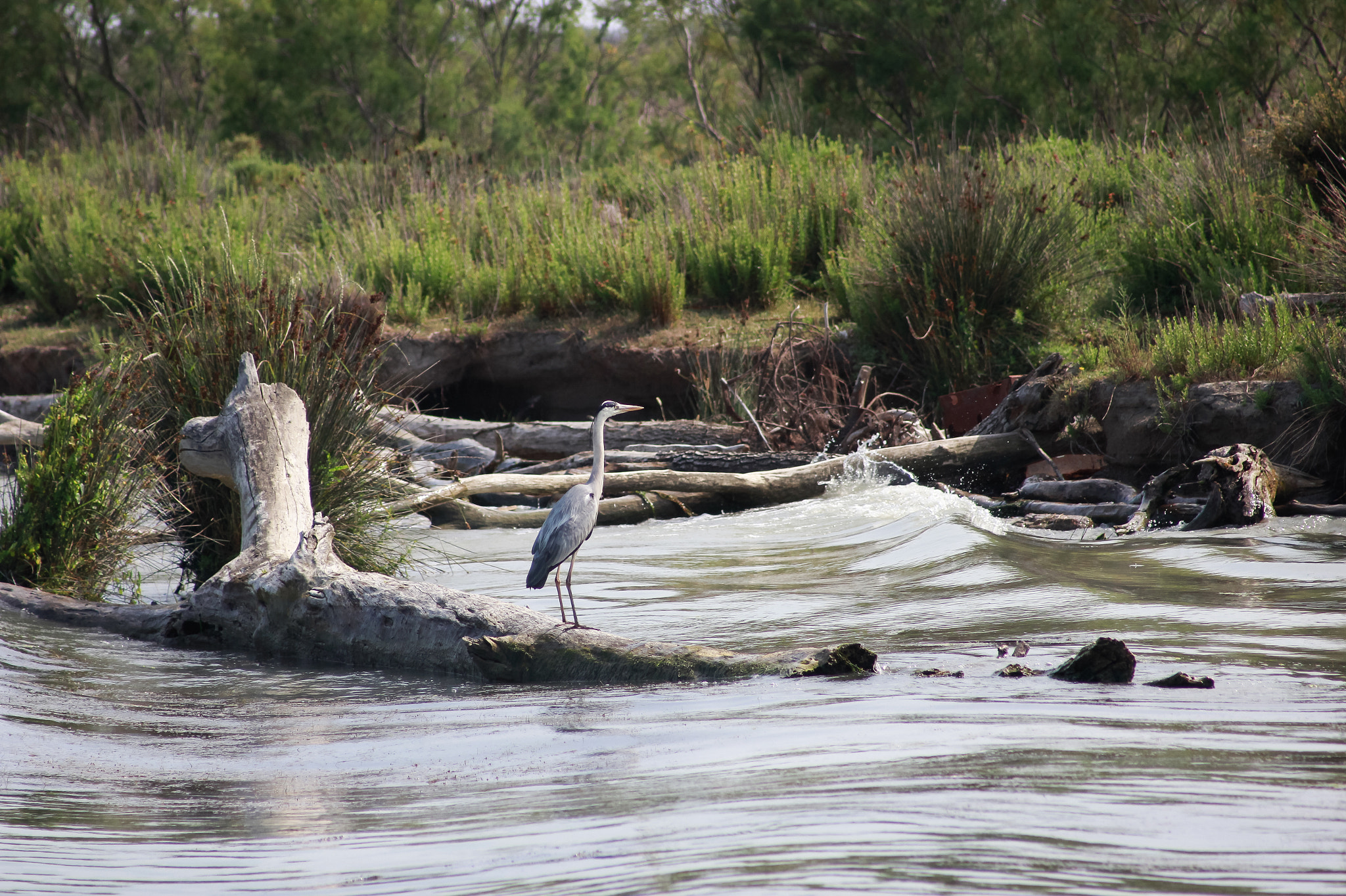 Canon EF 55-200mm F4.5-5.6 II USM sample photo. Camargue life photography