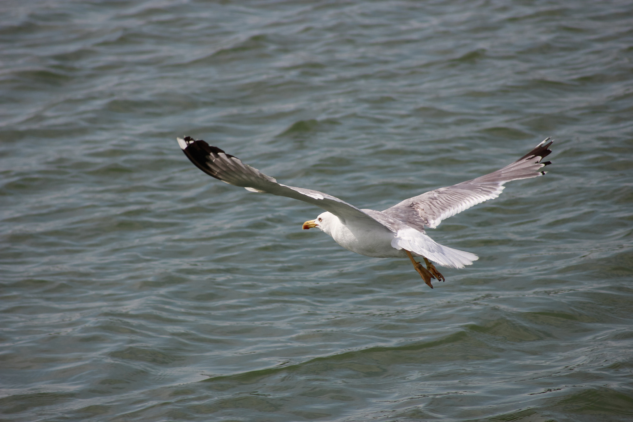 Canon EF 55-200mm F4.5-5.6 II USM sample photo. Camargue life photography