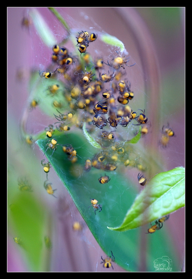 Nikon D80 + Sigma 150mm F2.8 EX DG Macro HSM sample photo. Childhood #2 photography