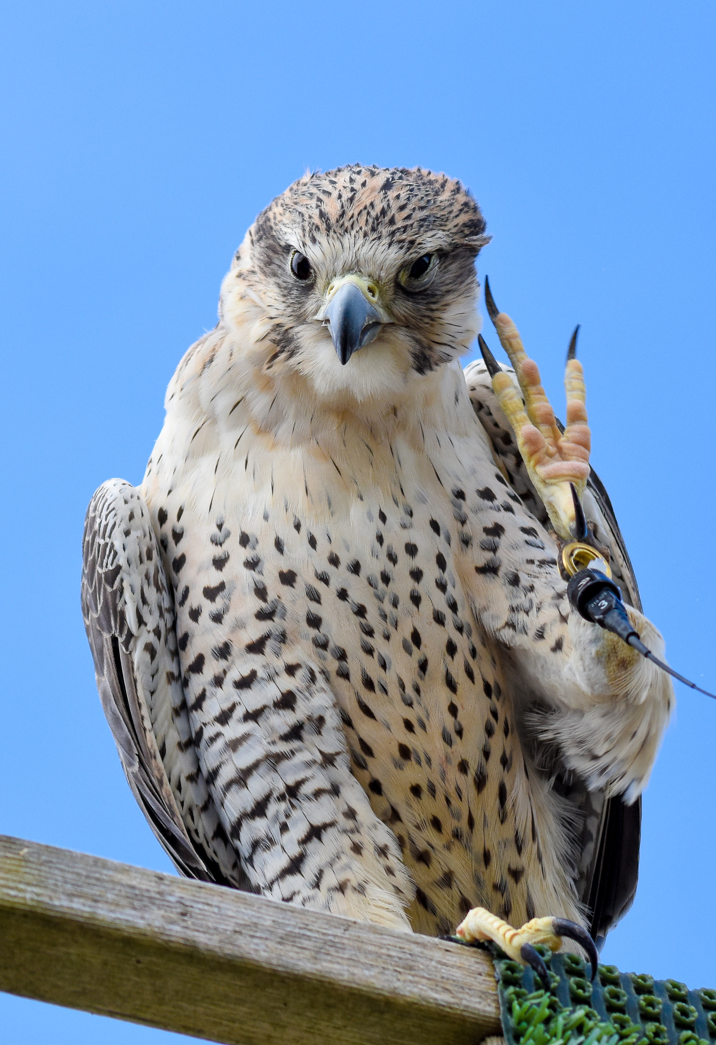Sigma 70-300mm F4-5.6 APO DG Macro sample photo. Close up picture of a "bird of prey" waving to the camera photography