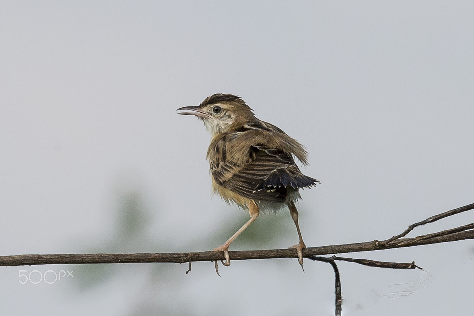 Nikon D4 sample photo. Zitting cisticola photography