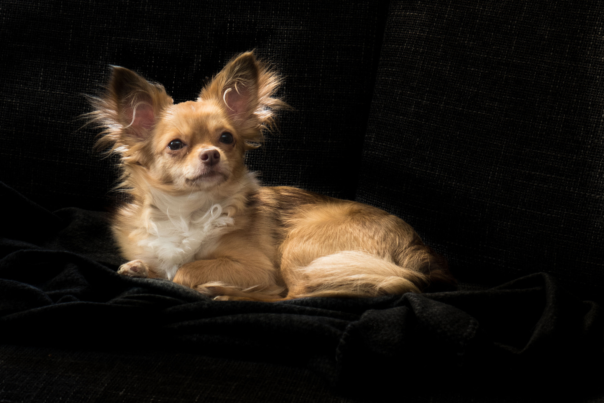 Olympus PEN-F sample photo. Friend asked me to take a pic of her dog photography