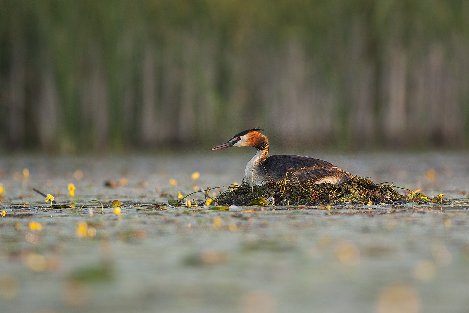 Canon EF 400mm F5.6L USM sample photo. Grebe photography