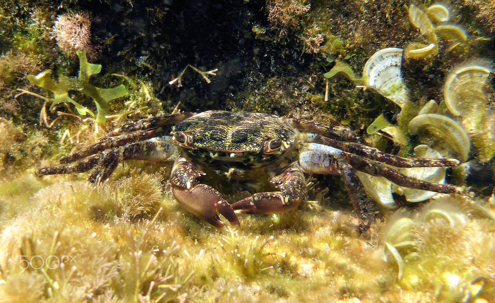 Panasonic Lumix DMC-TS5 (Lumix DMC-FT5) sample photo. Crab photography