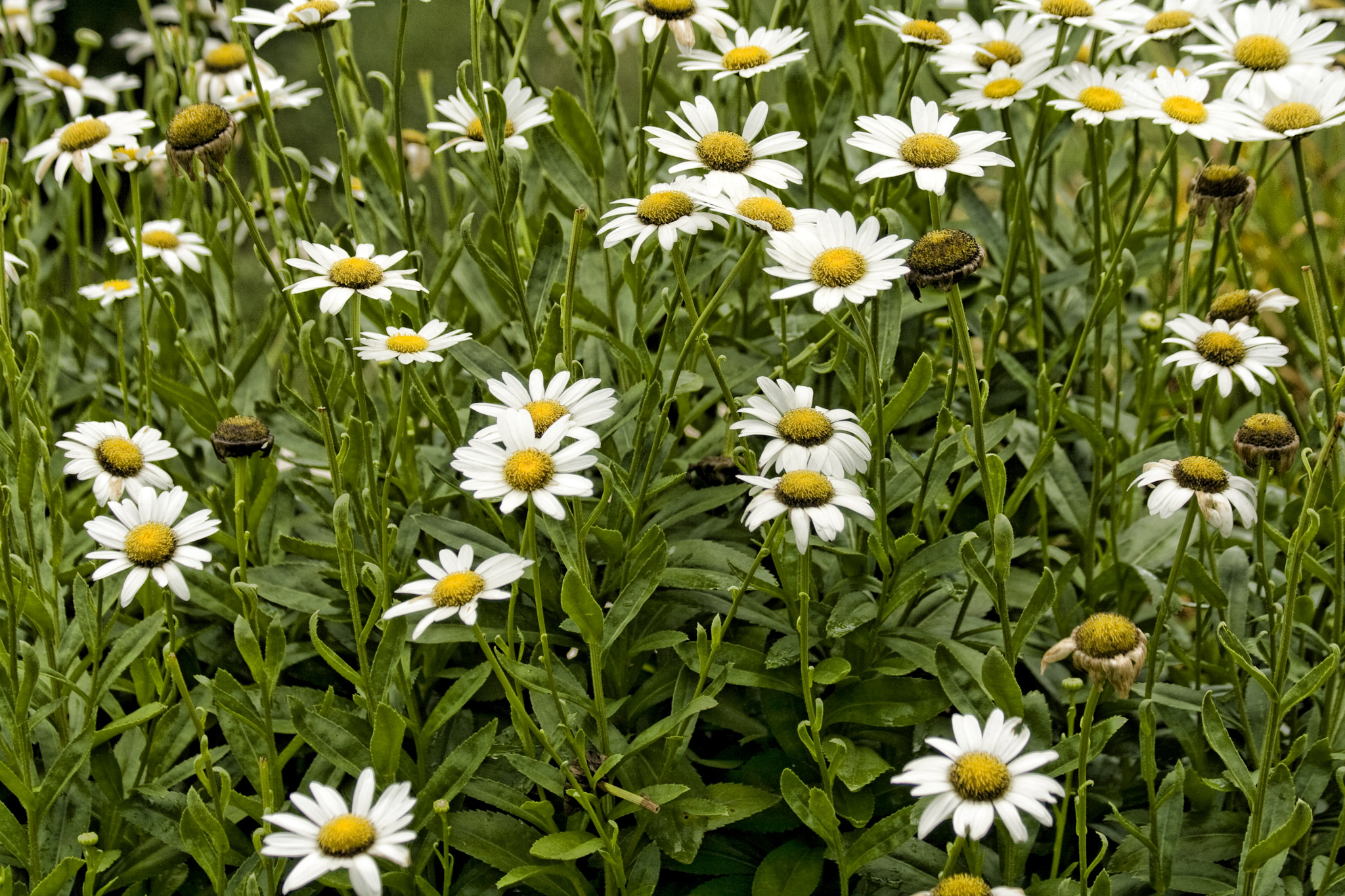 Canon EOS 400D (EOS Digital Rebel XTi / EOS Kiss Digital X) sample photo. Daisies photography