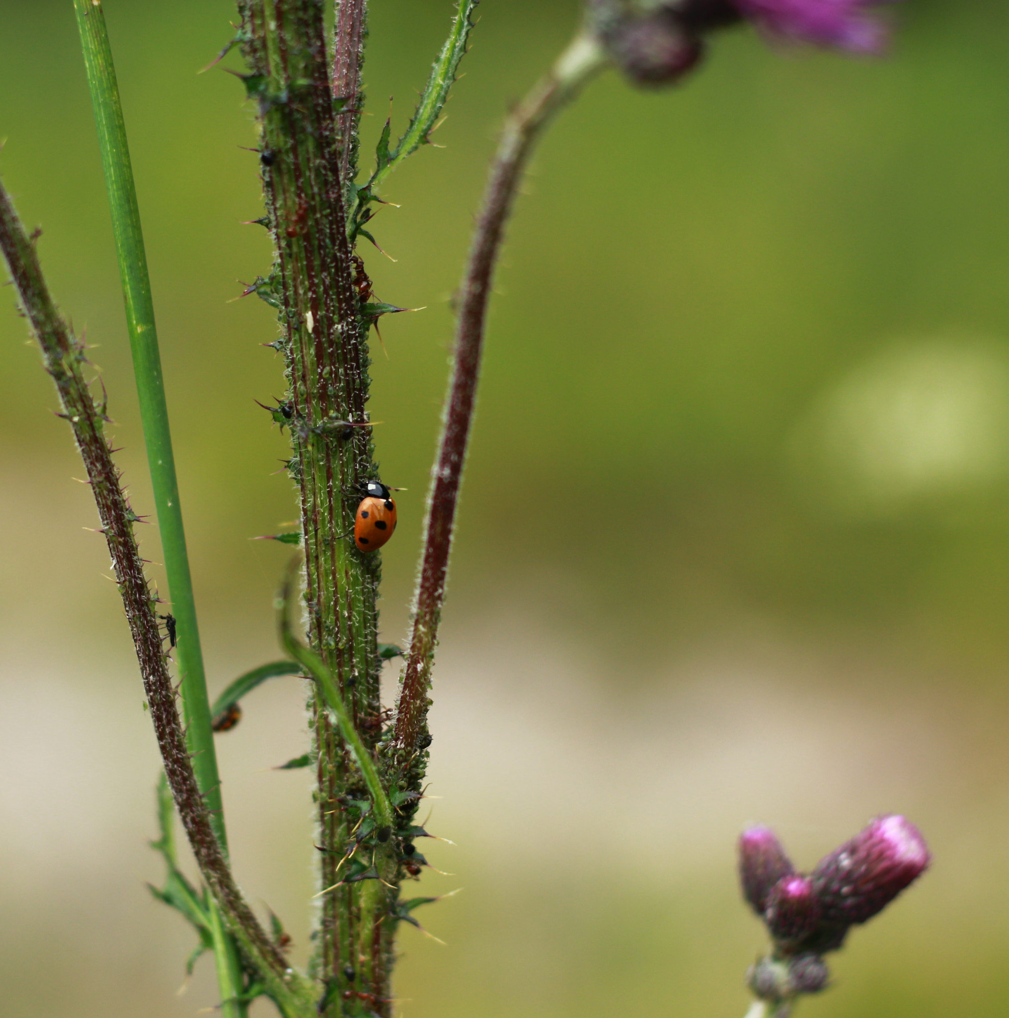 Canon EF 50mm F1.8 II sample photo. Simply impossible. photography