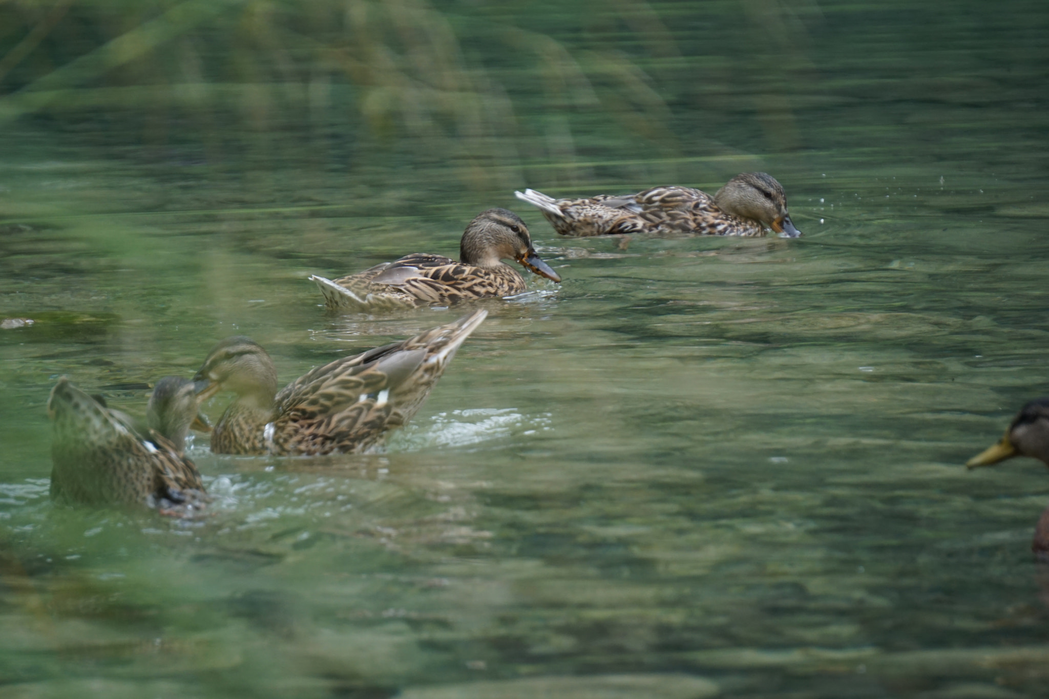 Sony a5100 + Sony E 55-210mm F4.5-6.3 OSS sample photo. Ducks taking a bath in lake königssee photography