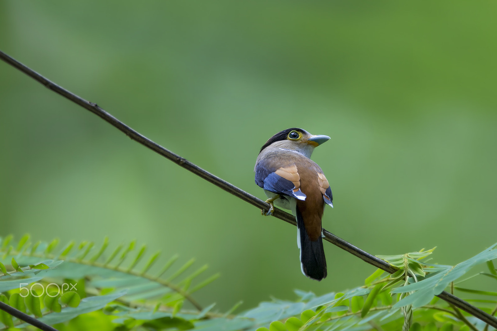 Nikon AF-S Nikkor 600mm F4E FL ED VR sample photo. Silver-breasted broadbill photography