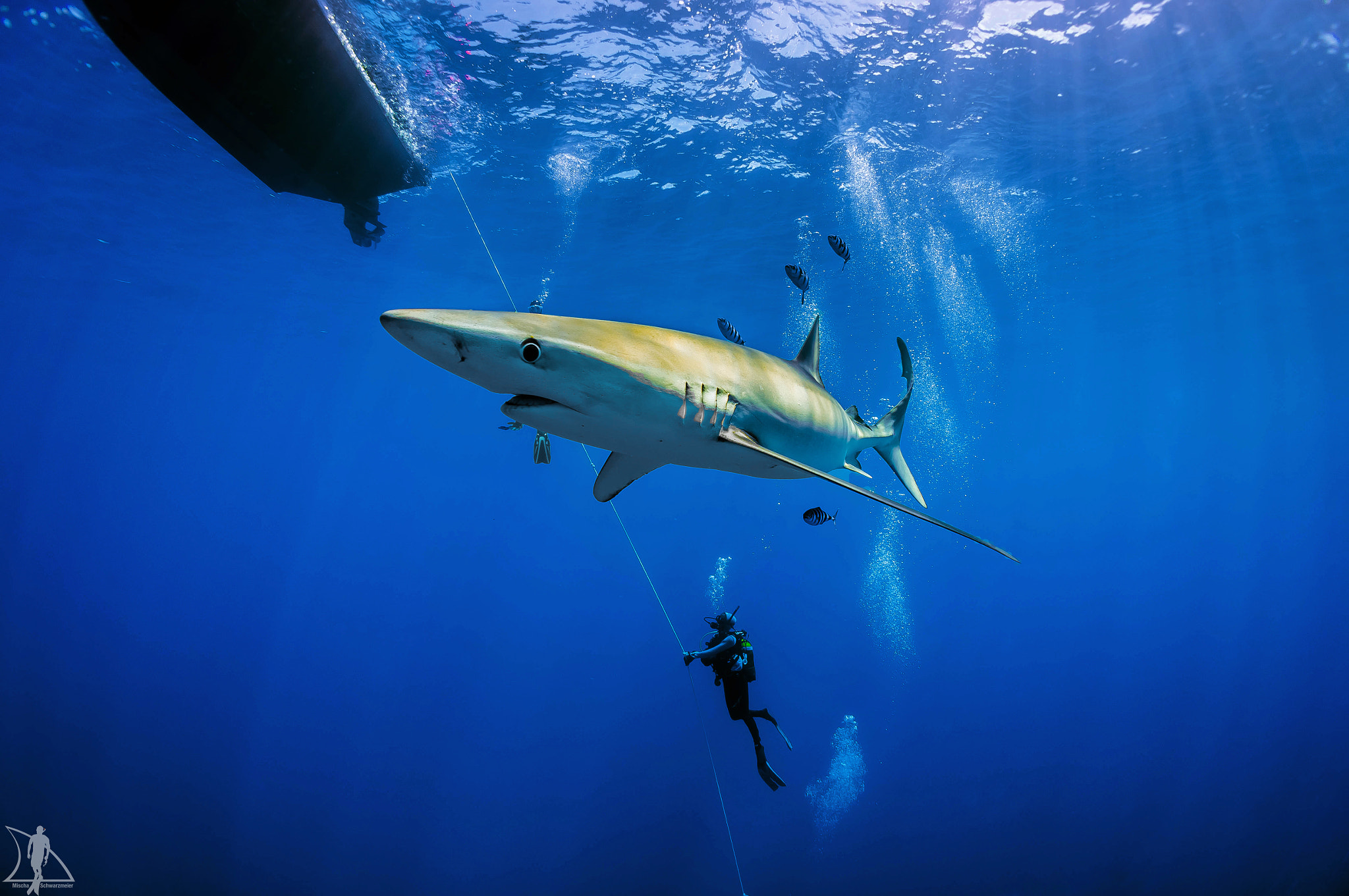 Sony Alpha NEX-5N + Sony E 16mm F2.8 sample photo. Close shark encounter photography