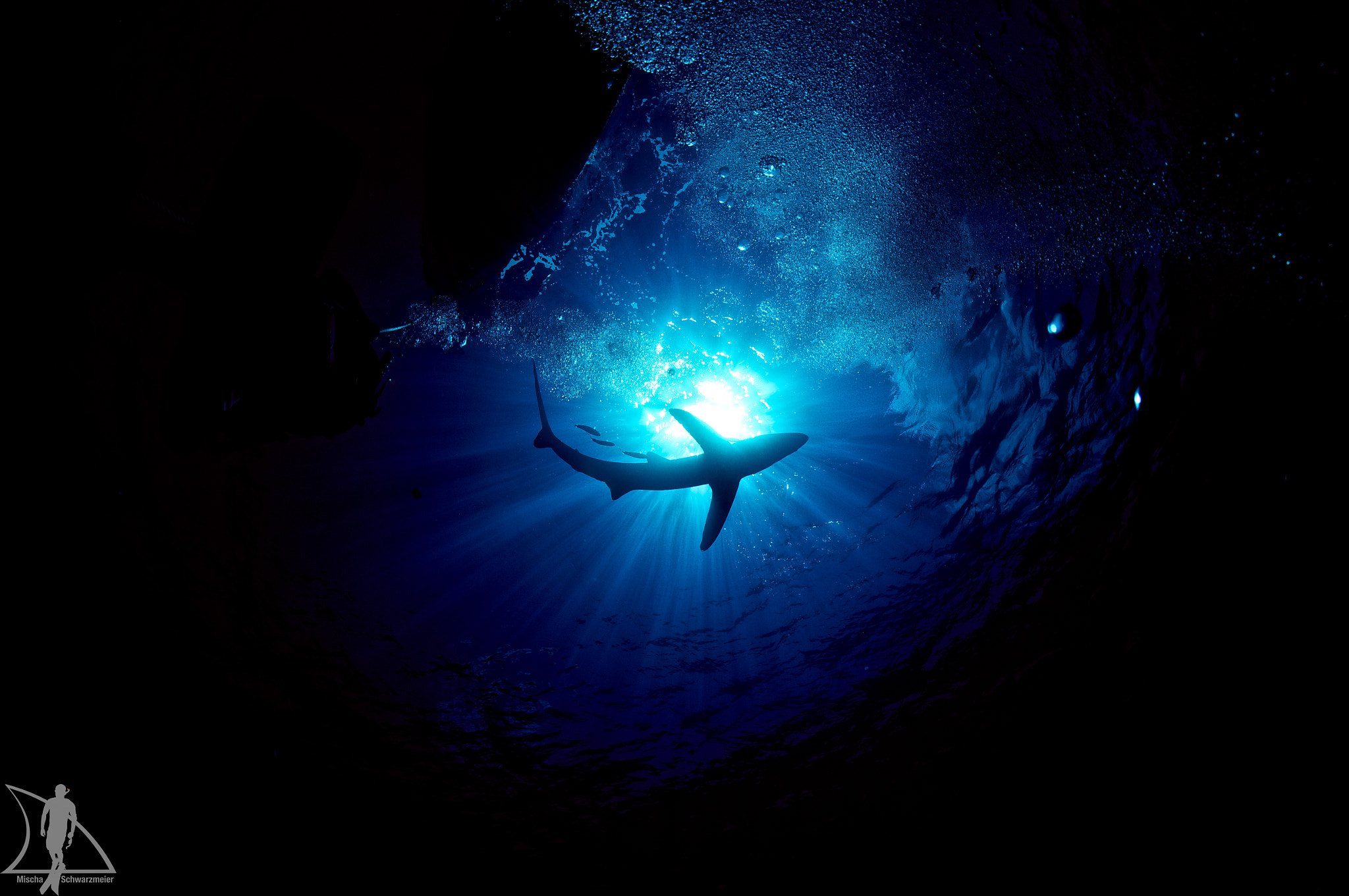Sony Alpha NEX-5N + Sony E 16mm F2.8 sample photo. Shark silhoutte photography