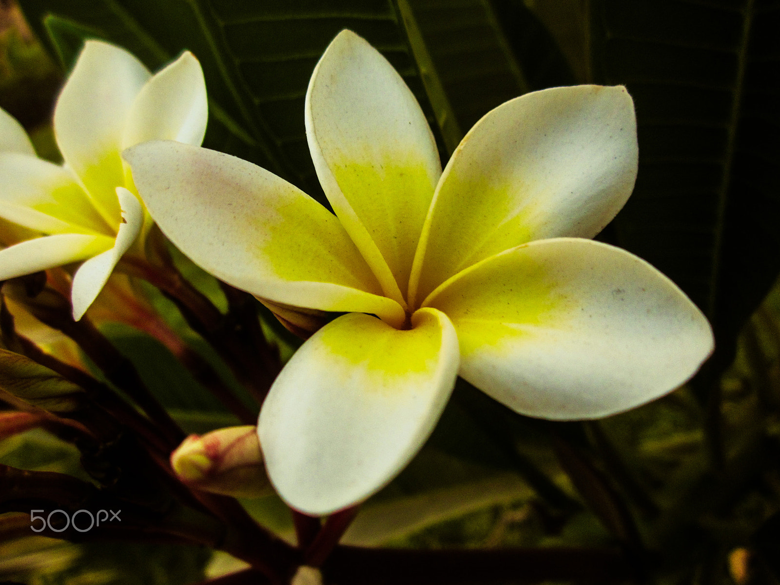 Canon PowerShot A1200 sample photo. Frangipani flowers photography