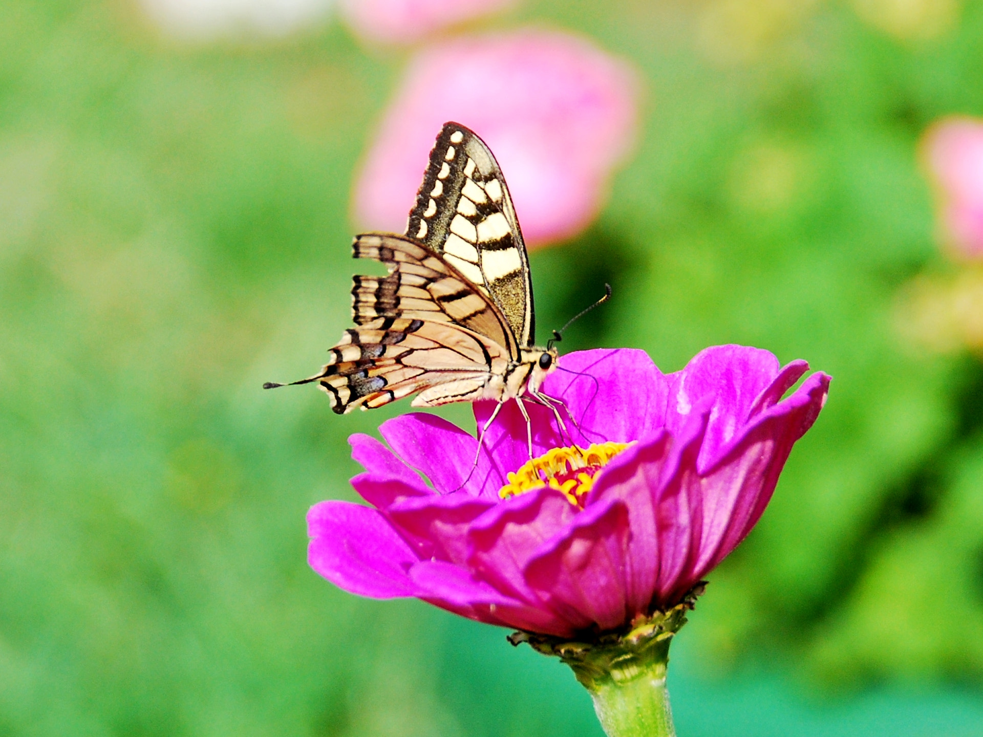 Nikon D60 sample photo. Butterfly beauty photography