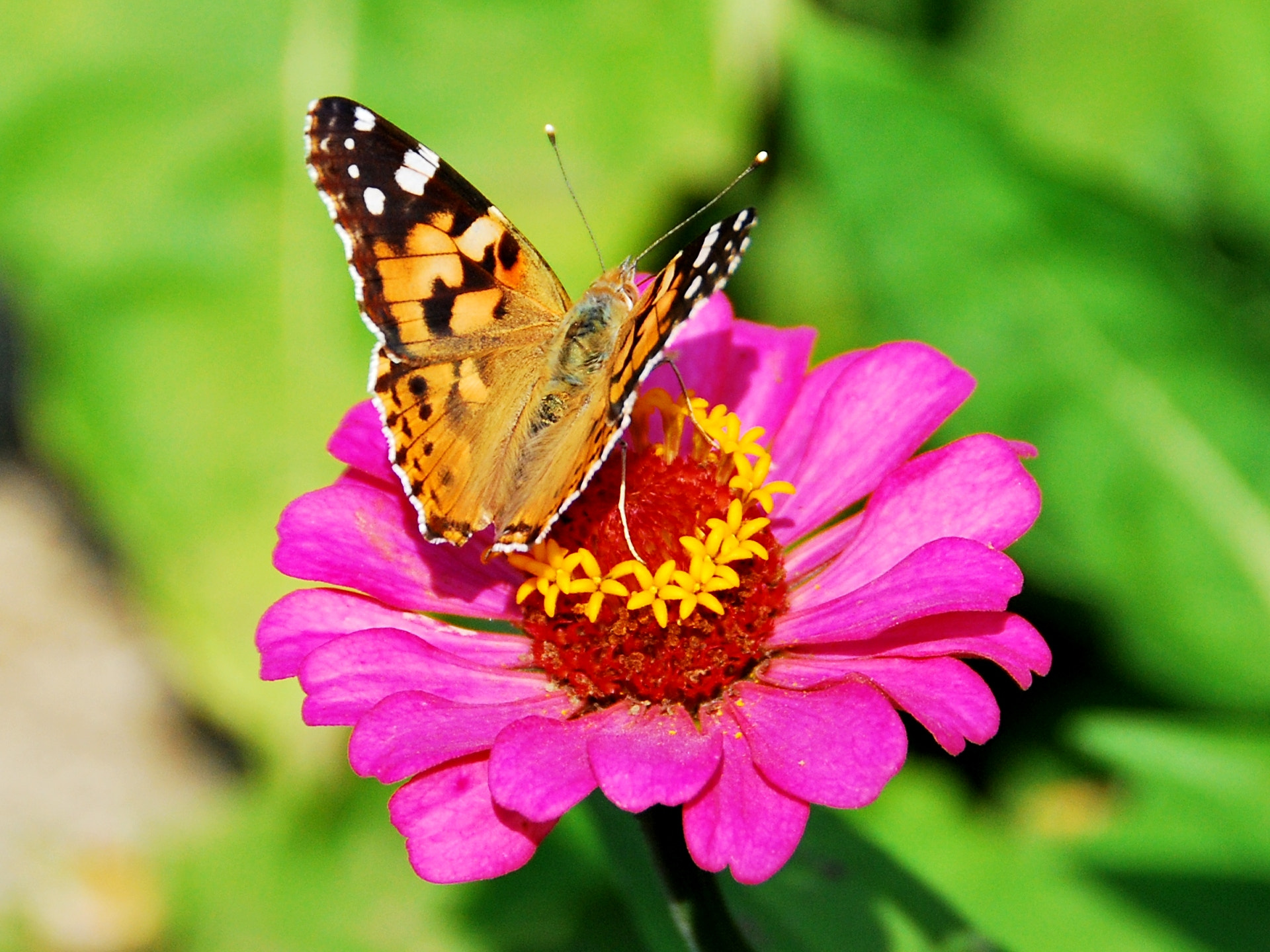Nikon D60 sample photo. Butterfly on flower photography