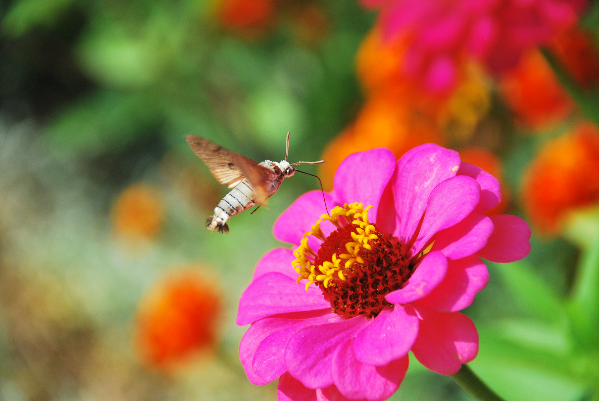Nikon D60 sample photo. Pollen collecting photography