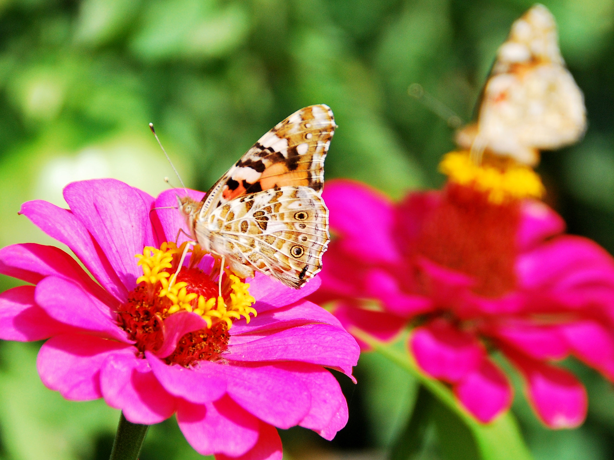 Nikon D60 sample photo. Butterfly couple photography