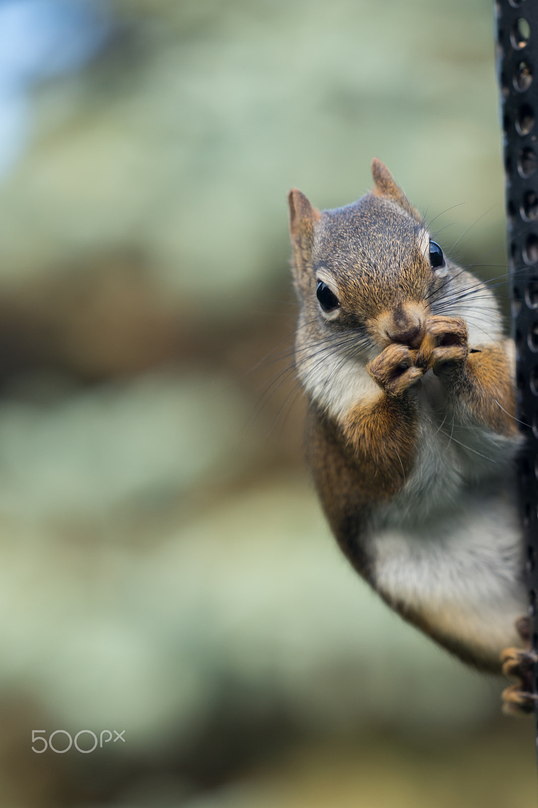 Sigma APO Macro 150mm f/2.8 EX DG HSM sample photo. Red squirrel photography