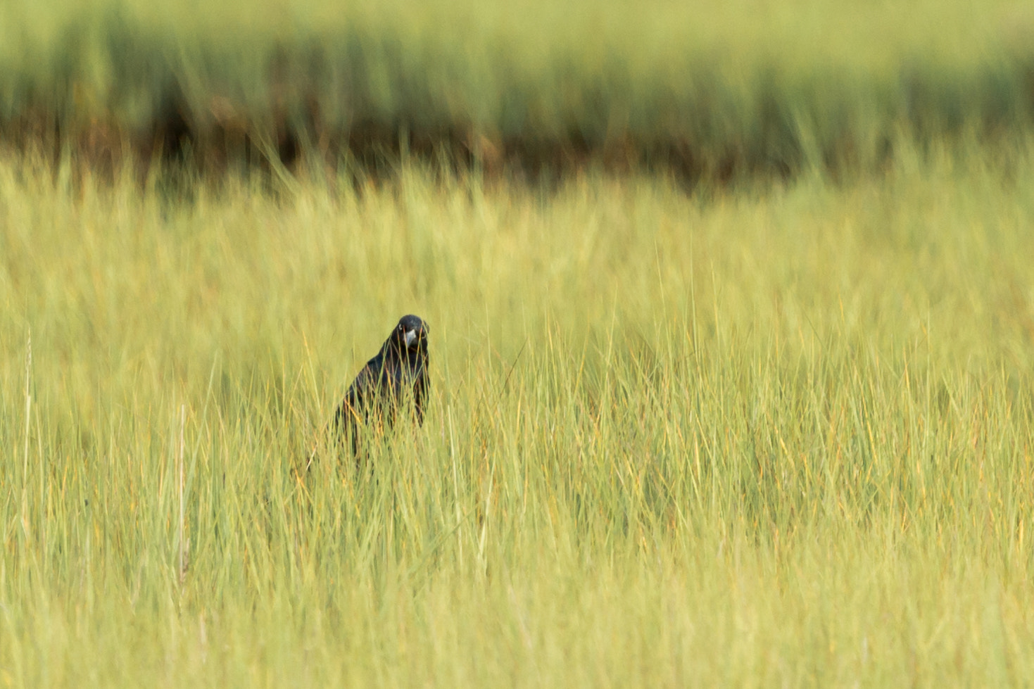 Canon EF 100-400mm F4.5-5.6L IS USM sample photo. Whatchu lookin' at? photography