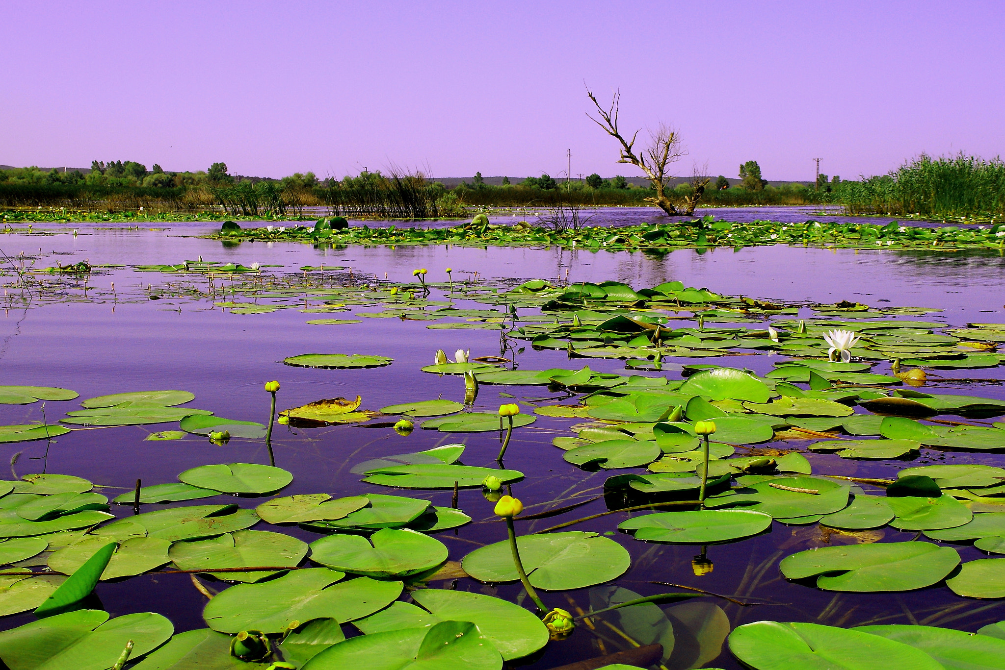 Canon EF-S 18-135mm F3.5-5.6 IS sample photo. Durusu lake,nympheae alba and nuphar lutea,Çatalca,ormanlı village photography