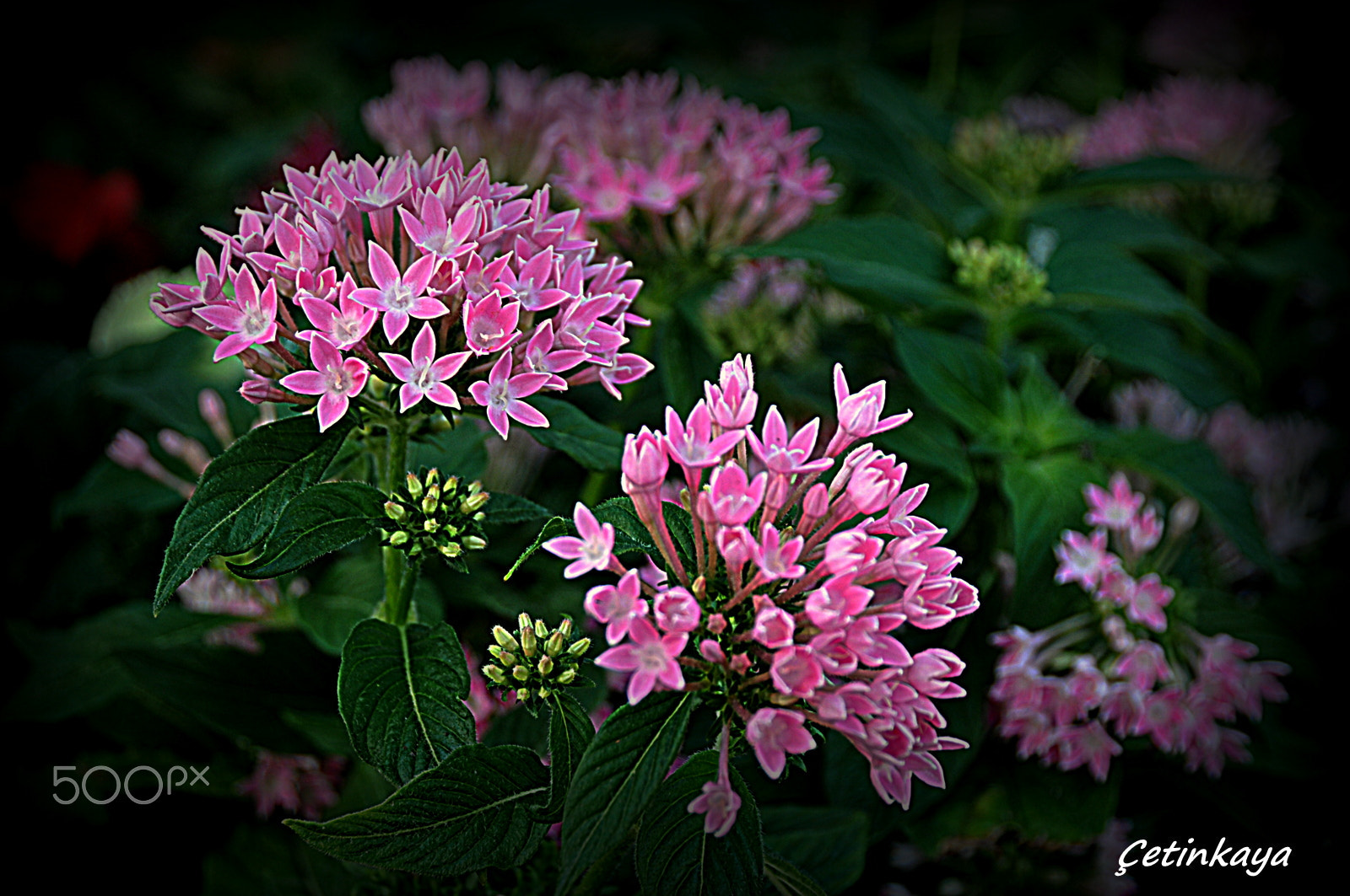Nikon D300S sample photo. Pınk world photography