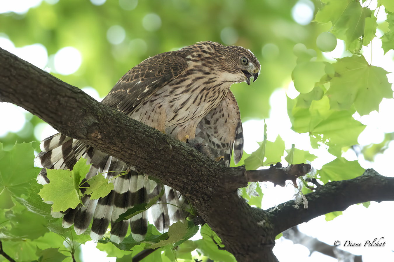 Canon EF 300mm F2.8L IS II USM sample photo. Juvenile cooper's hawk photography