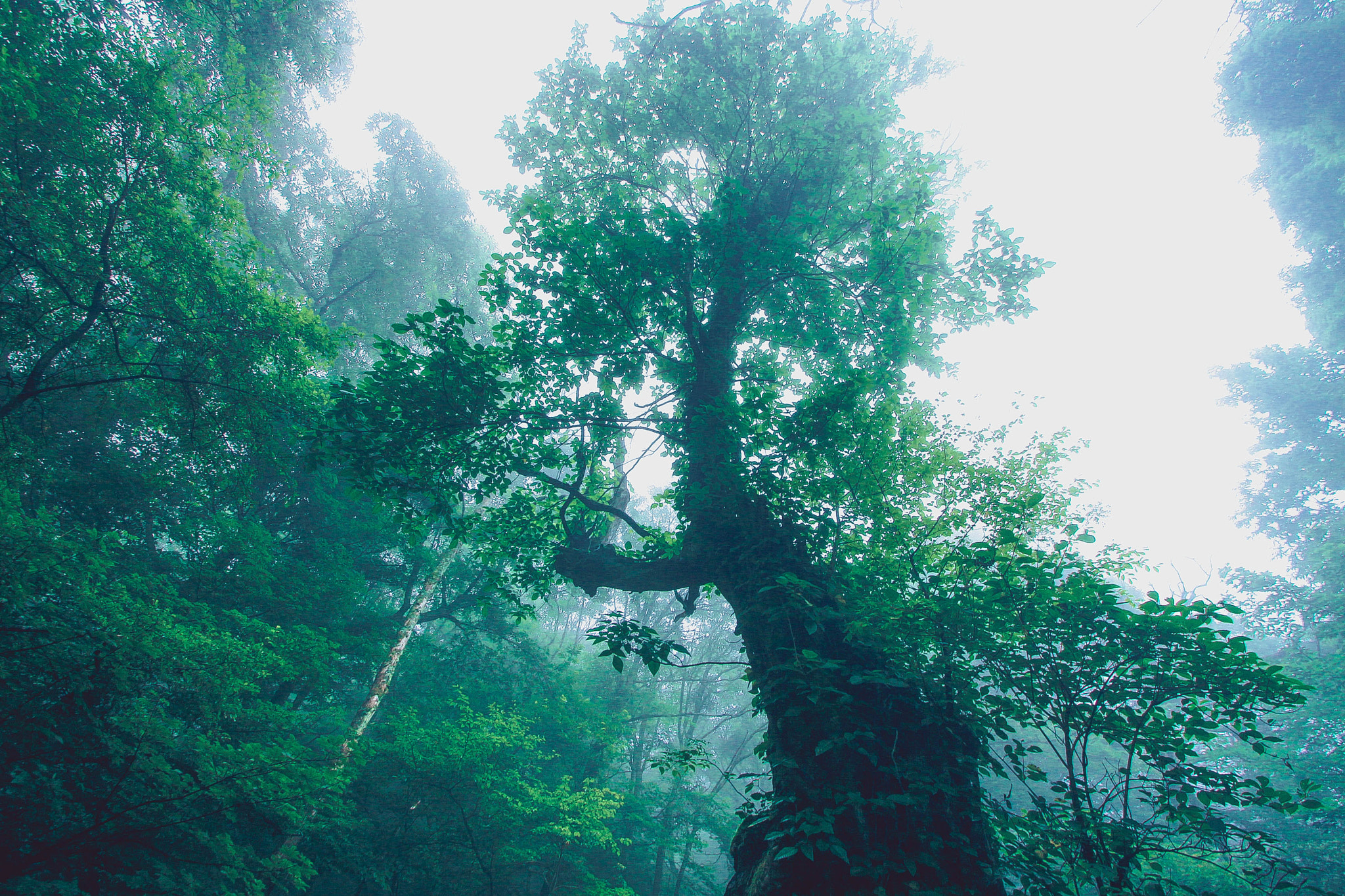 Canon EOS 700D (EOS Rebel T5i / EOS Kiss X7i) sample photo. Akagi forest - bigtree2 photography
