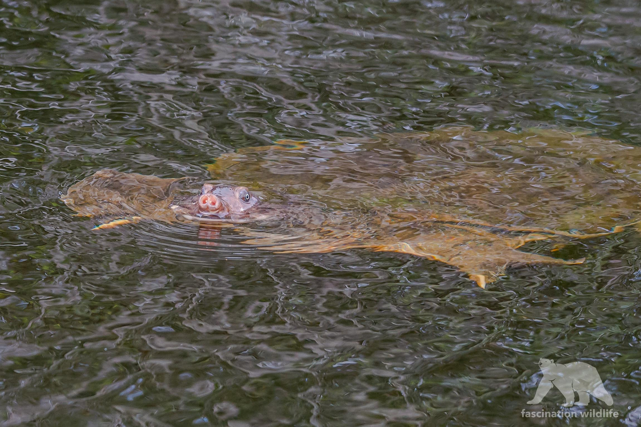 Sigma 150-600mm F5-6.3 DG OS HSM | S sample photo. Soft shell turtle photography