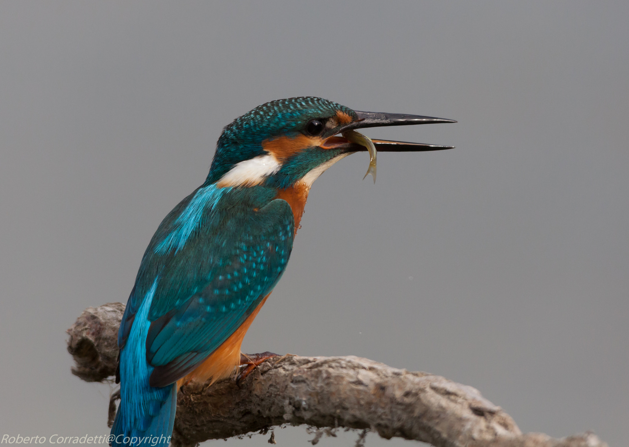 Sigma 150-500mm F5-6.3 DG OS HSM sample photo. Si mangia photography