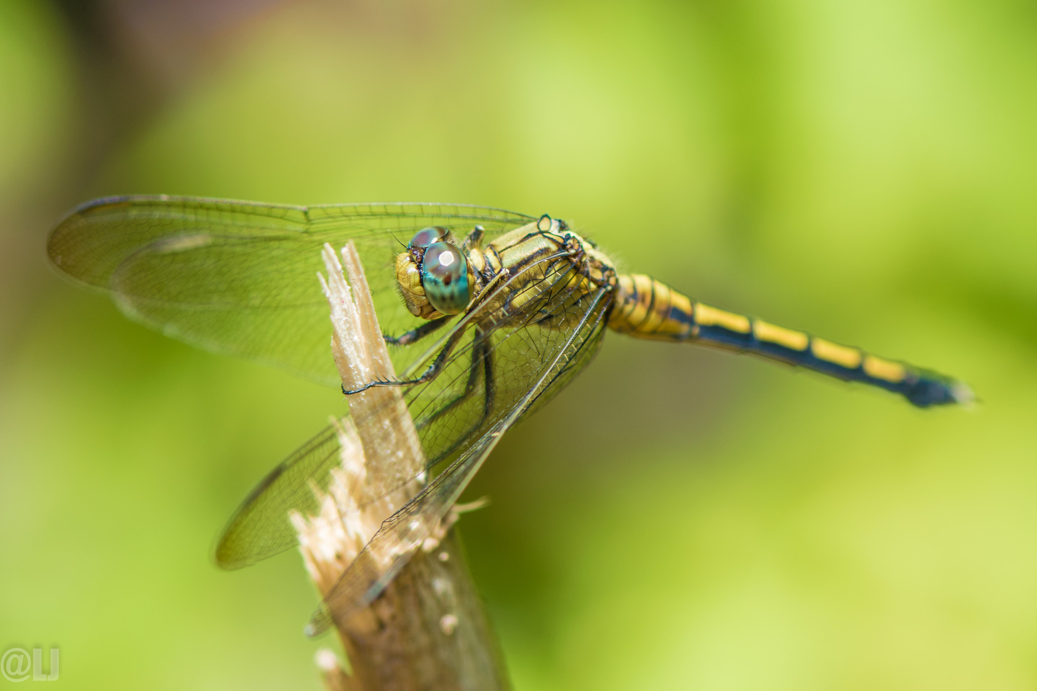 Nikon AF-S Micro-Nikkor 105mm F2.8G IF-ED VR sample photo. Dragonfly photography