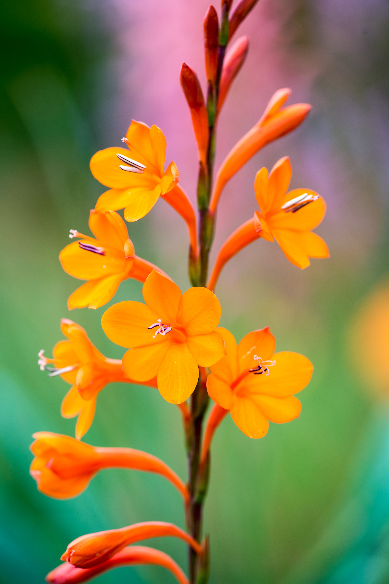 Nikon Df sample photo. Bright flower photography