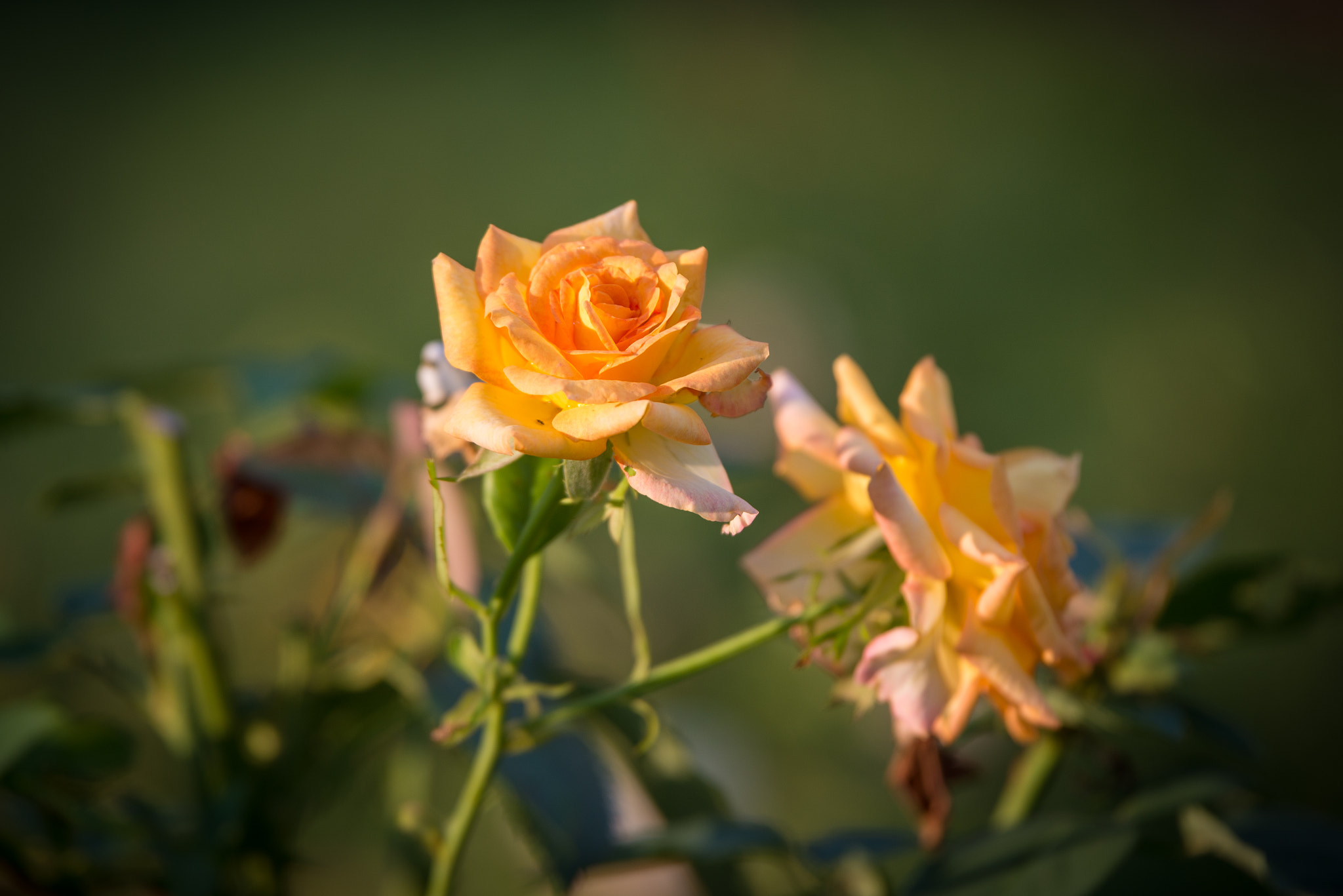 Tamron SP 70-200mm F2.8 Di VC USD sample photo. Beautiful, vibrant rose of the garden photography