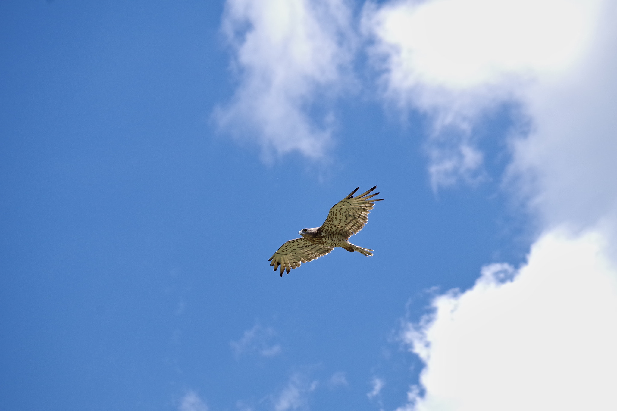 smc Pentax-DA L 50-200mm F4-5.6 ED WR sample photo. Aguila culebrera  photography