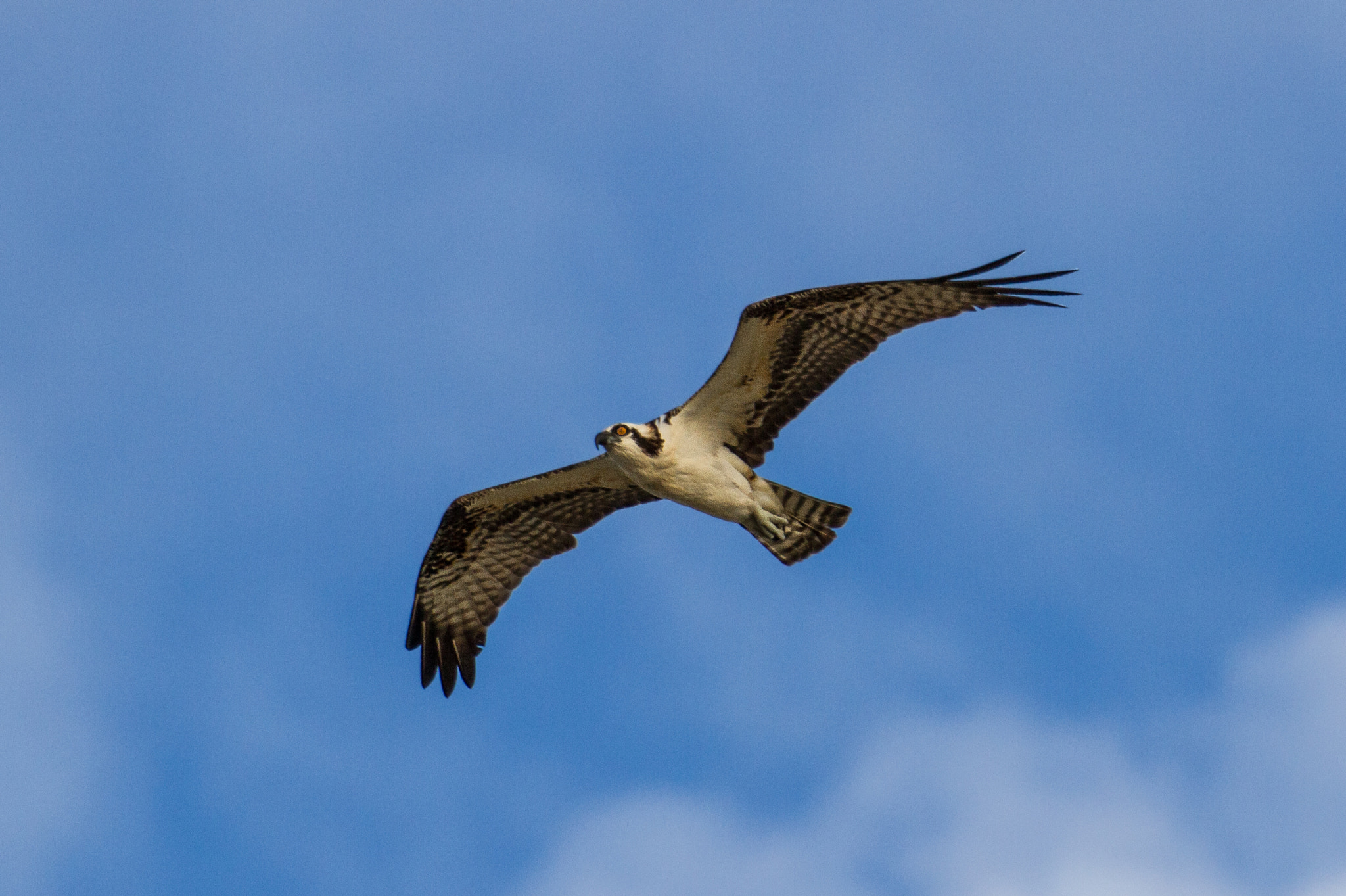 Canon EF 70-200mm F2.8L IS II USM sample photo. Osprey looking straight down the barrel photography