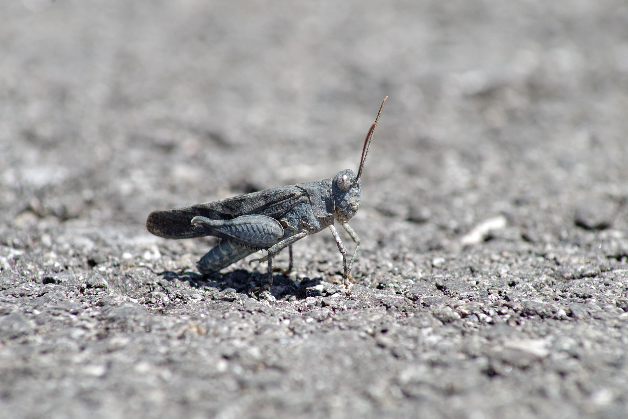 Tamron AF 70-300mm F4-5.6 Di LD Macro sample photo. Saltamontes photography