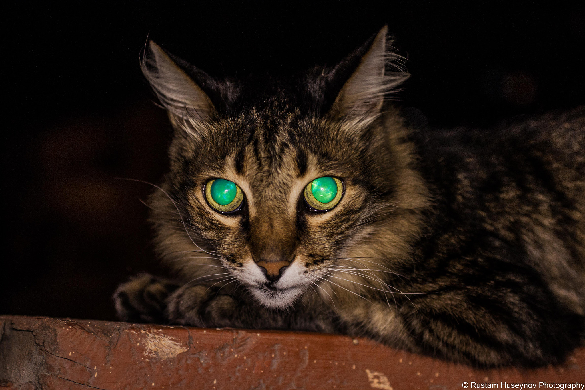 Sigma 50mm F1.4 EX DG HSM sample photo. Hidden cat photography