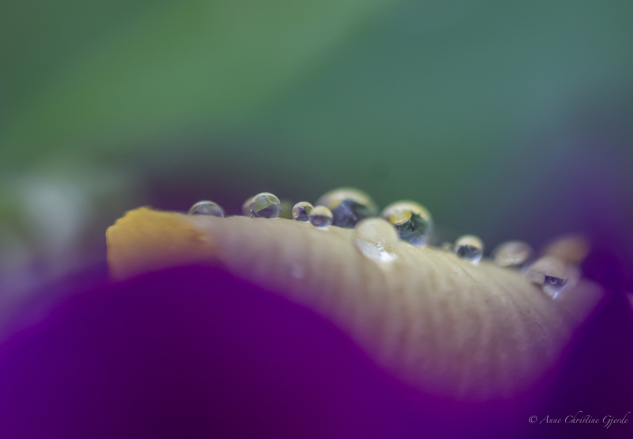 Canon EOS 60D + Sigma 105mm F2.8 EX DG Macro sample photo. Purple drops photography